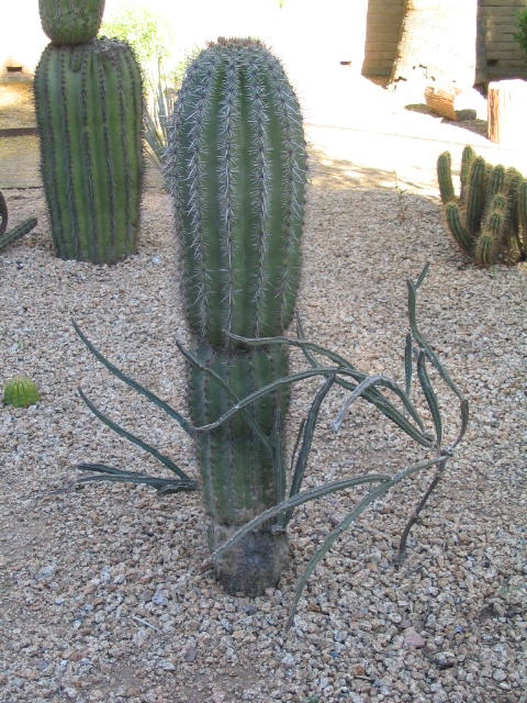 458x617 pixels (255K)